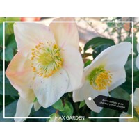 Helleborus Niger 'Christmas Carol' – Posol Vianoc s čistými bielymi kvetmi