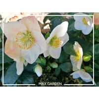 Helleborus Niger 'Christmas Carol' – Posol Vianoc s čistými bielymi kvetmi