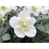Helleborus Niger 'Christmas Carol' – Posol Vianoc s čistými bielymi kvetmi