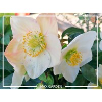 Helleborus Niger 'Christmas Carol' – Posol Vianoc s čistými bielymi kvetmi