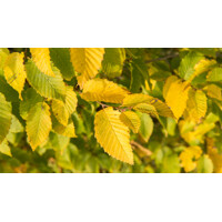 Hrab ´Lucas´ | Carpinus betulus | Stĺpovitý strom | Listnatá drevina