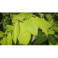 Hrab ´Lucas´ | Carpinus betulus | Stĺpovitý strom | Listnatá drevina