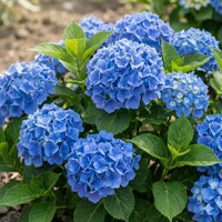 Hortenzia kalinolistá 'Fabolo Blue' – Predaj, sýtomodrá, Hydrangea macrophylla