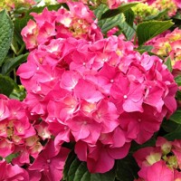 Hortenzia kalinolistá 'Masja' – nakúpiť v záhradníctve MaxGarden