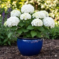 Hortenzia kalinolistá 'Pax' – nakúpiť v záhradníctve MaxGarden