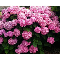 Hortenzia kalinolistá 'Rosita' – nakúpiť v záhradníctve MaxGarden