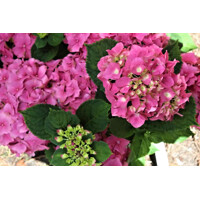 Hortenzia kalinolistá 'Rosita' – nakúpiť v záhradníctve MaxGarden
