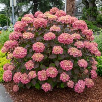 Hortenzia pílkatá 'Preziosa' – nakúpiť v záhradníctve MaxGarden