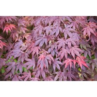 Javor dlaňolistý 'Shaina' – kompaktný červený javor