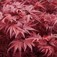 Javor dlaňolistý 'Shaina' – kompaktný červený javor