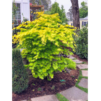 Javor japonský 'Jordan' – žiarivý žltý javor