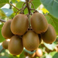 Kivi 'Zakarpacie' samosprašné – nakúpiť v záhradníctve MaxGarden