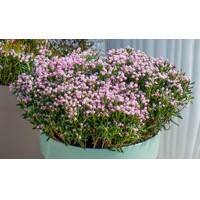 Andromédka sivolistá 'Blue Ice' – predaj v MaxGarden