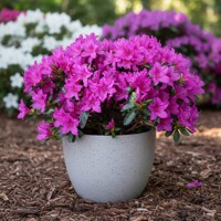 Azalka japonská 'Lady Dark' – sýto purpurové kvety