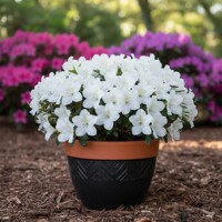 Azalka japonská 'Schneeperle' – čistobiele plné kvety