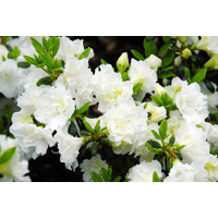 Azalka japonská 'Schneeperle' – čistobiele plné kvety
