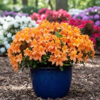 Azalka veľkokvetá 'Glowing Embers' (Knap Hill)