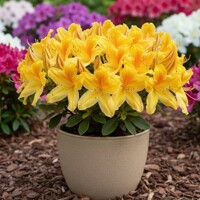 Azalka veľkokvetá 'Goldtopas' – zlatožlté kvety