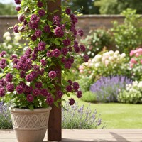 Clematis 'Purpurea Plena Elegans' – historický plnokvetý plamienok