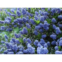 Ceanothus 'Repens' – plazivý kalifornský orgován s modrými kvetmi