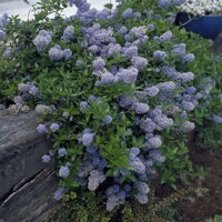 Ceanothus 'Repens' – plazivý kalifornský orgován s modrými kvetmi