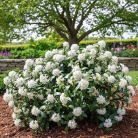 Daphne 'Perfume Princess White' – biely najvoňavejší lykovec