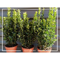 Euonymus japonicus 'Green Spire' – Úzky vždyzelený stĺp pre modernú záhradu