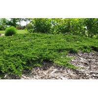 Borievka rozprestretá 'Prince of Wales' – hustý zelený koberec