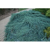 Rozložitý habitus borievky Juniperus squamata 'Blue Carpet' so strieborno-modrým ihličím