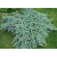 Borievka šupinatá 'Blue Carpet' – strieborno-modrý plazivý ker
