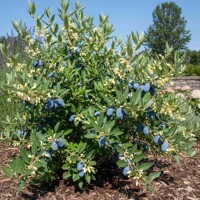 Bohato zarodený ker zemolezu kamčatského 'Blue Pacific' s modrými plodmi