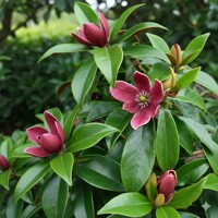 Magnólia ´Galissoniere´  Magnolia grandiflora  Stálezelený strom  Mrazuvzdorná