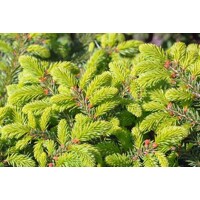 Smrek obyčajný 'Nidiformis' – hniezdovitý zakrslý ihličnan