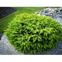 Smrek obyčajný 'Nidiformis' – hniezdovitý zakrslý ihličnan