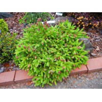 Smrek obyčajný 'Push' – unikátny mini smrek s červenými šiškami