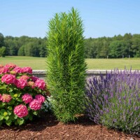 Krušina 'Ron Williams' – elegantný stĺpovitý ker s jemným listom