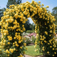 Rosa 'New Dawn' vedená na oblúku