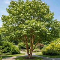 Stewartia pseudocamellia v plnom kvete s bielymi okvetnými lístkami a žltým stredom.