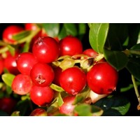 Brusnica pravá 'Miss Cherry' – bohatá úroda a kompaktný rast