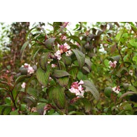 Kalina skorá 'Dawn' – kvitne uprostred zimy