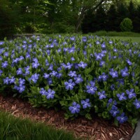 Zimozeleň menšia 'Bowles Variety' – hustý modrý koberec