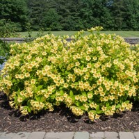 Vajgela Middendorffova – unikátny žlto kvitnúci ker