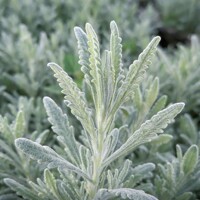 Levanduľa úzkolistá 'Goodwing' – intenzívna modrofialová farba