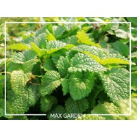 Medovka lekárska (Melissa officinalis) – Predaj
