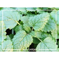 Medovka lekárska (Melissa officinalis) – Predaj
