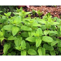 Medovka lekárska (Melissa officinalis) – Predaj