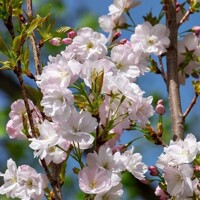 Čerešňa pilovitá 'Amanogawa' – Stĺpovitá japonská sakura na kmeni
