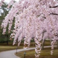 Čerešňa chĺpkatá 'Pendula Plena Rosea' – Previsnutý ružový závoj