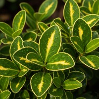 Euonymus fortunei 'Sunspot' – Žiarivý žlto-zelený bršlen