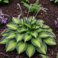 Hosta 'Pocketful of Sunshine' – Kompaktná žlto-zelená funkia